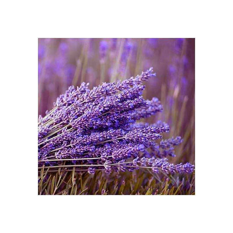 Lavender Essential Oil, English