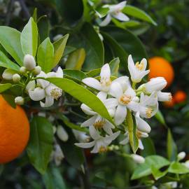Orange Flower Fragrance Oil - Allergen Free