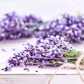 Lavender Fragrance Oil - Allergen Free