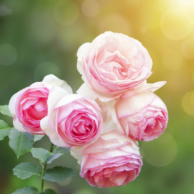 Rose Fresh Fragrance Oil - Allergen Free