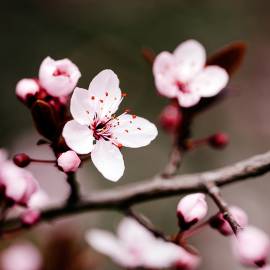 Cherry Blossom Fragrance Oil - Allergen Free