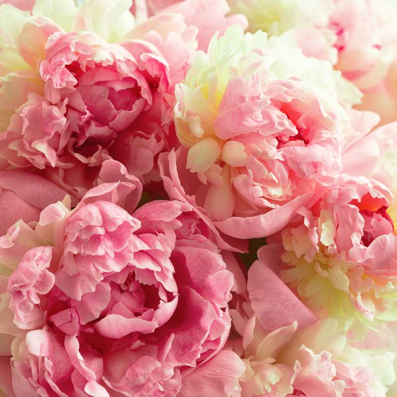 Peony & Blush Suede Fragrance Oil
