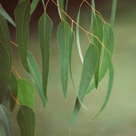 Eucalyptus Essential Oil, Smithii