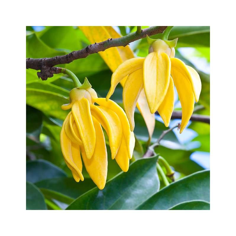Ylang Essential Oil, Extra