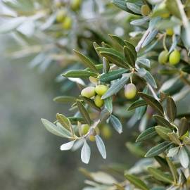 Olive Oil - Water Dispersible