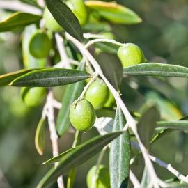 Olive Oil, Extra Virgin - Unrefined, Organic